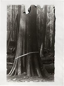 Art from "Ghost Forest"