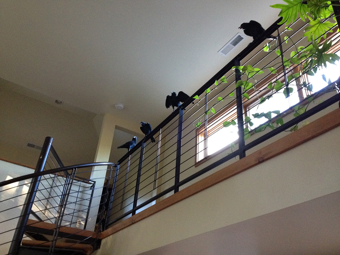 crows