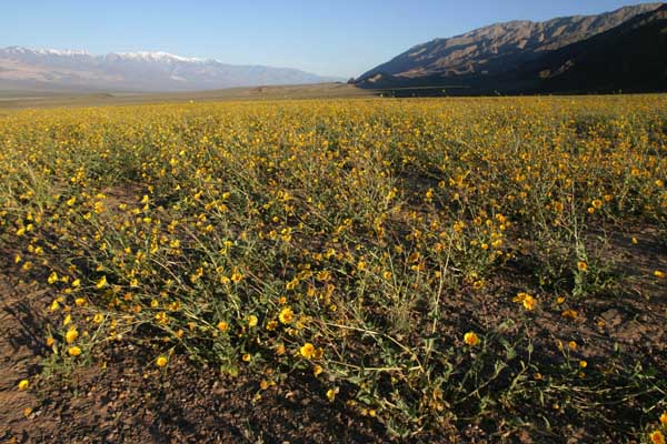 Desert Gold in southern DV