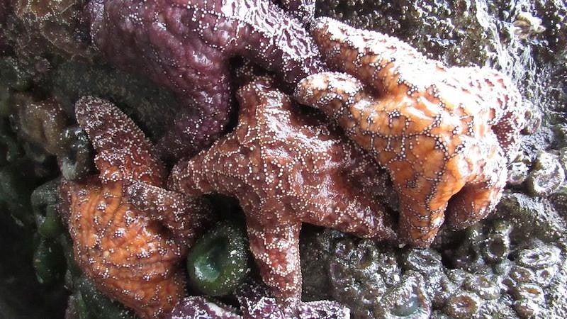 Starfish
