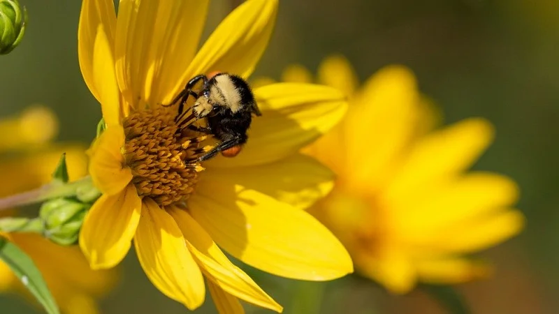 bee_on_flower_shutterstock