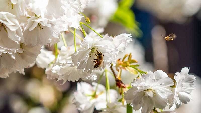 bee on flower