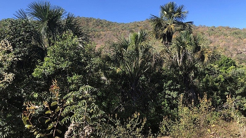 Amazon Forest