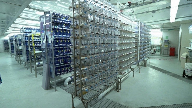 fish tanks in the UO's zebrafish lab