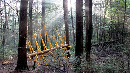 One of the art installations for David Buckley Borden's 'Hemlock Hospice' series in Harvard Forest