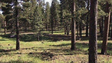 forestfirepreventionteams