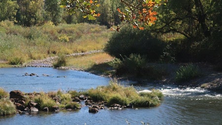 willamette