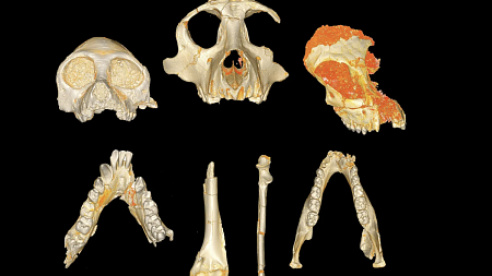 mammothteeth