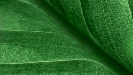 leaf background
