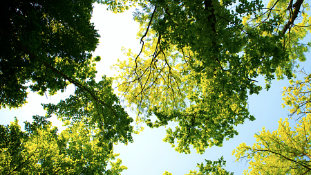 From beneath the trees, sun shines.   