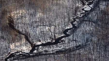 Dead trees are shown in this aerial view on April 17, 2017, near Fort McMurray, Canada, one year after a large wildfire.