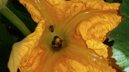 Squash bees nestle in a yellow squash flower