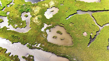 Coastal salt marsh (Credit: James Loesch/flickr)
