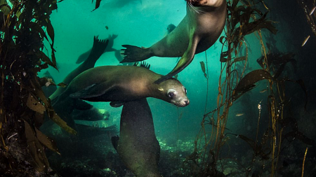 Sea lions rely on kelp forest habitat for food and protection