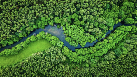 treetop aerial view 