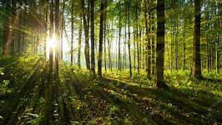 forest free image