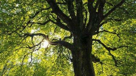 tree