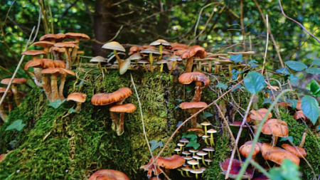fungi