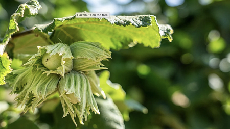 hazelnuts on tree