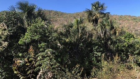 Amazon Forest