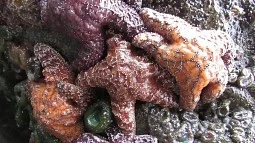 Starfish