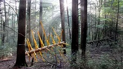One of the art installations for David Buckley Borden's 'Hemlock Hospice' series in Harvard Forest