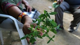 medicinal herb