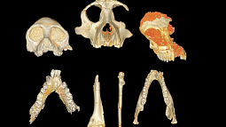 mammothteeth