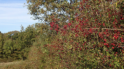 hedgerow