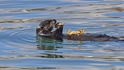 seaotter