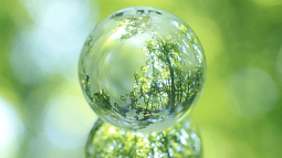 Raindrop reflecting a forest scene