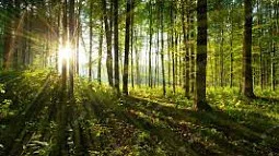 forest free image