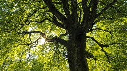 tree
