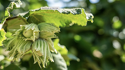 hazelnuts on tree