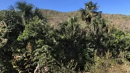 Amazon Forest