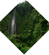 Forest with waterfall