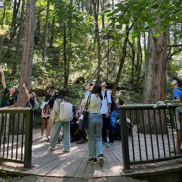 Group of SAIL students stand on a wooden platform in a forest, looking up towards the trees.