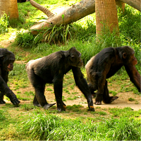 Three bonobos walking through a forest