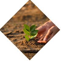 hands placing a plant into the ground