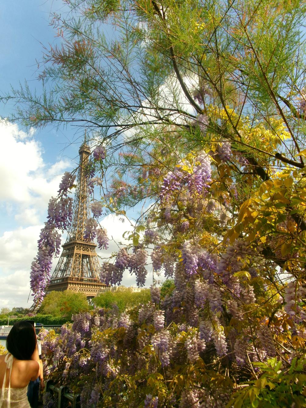 Wisteria trees in the springtime in front of the Eiffel tower