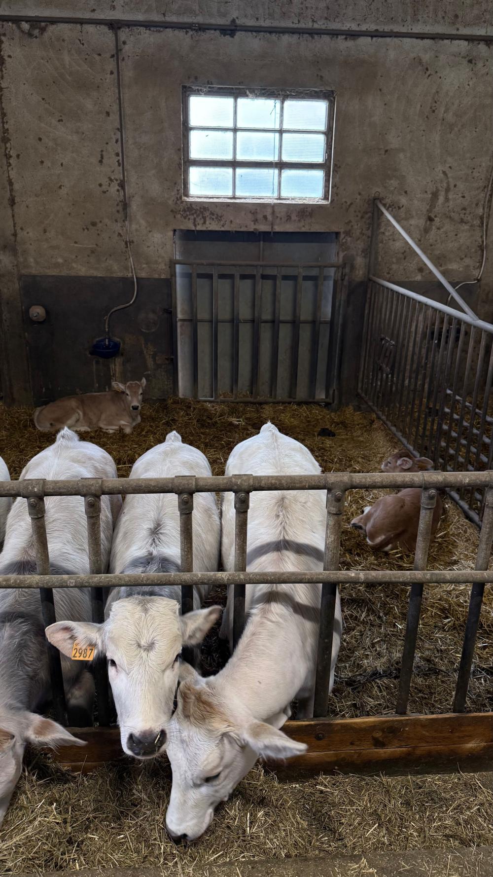 Three baby calves on a farm in Siena, Italy