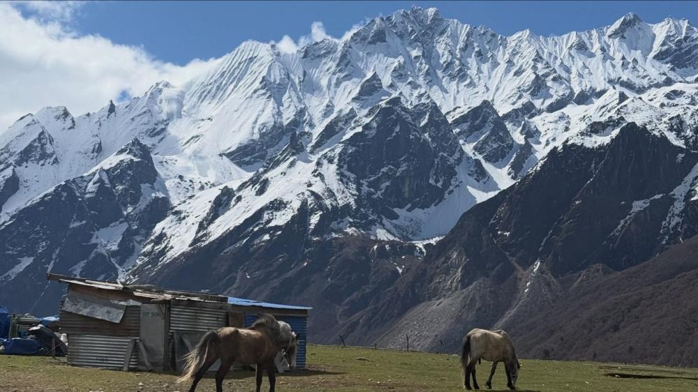 Landscape shot of horses grazing with snowy mountains in the background