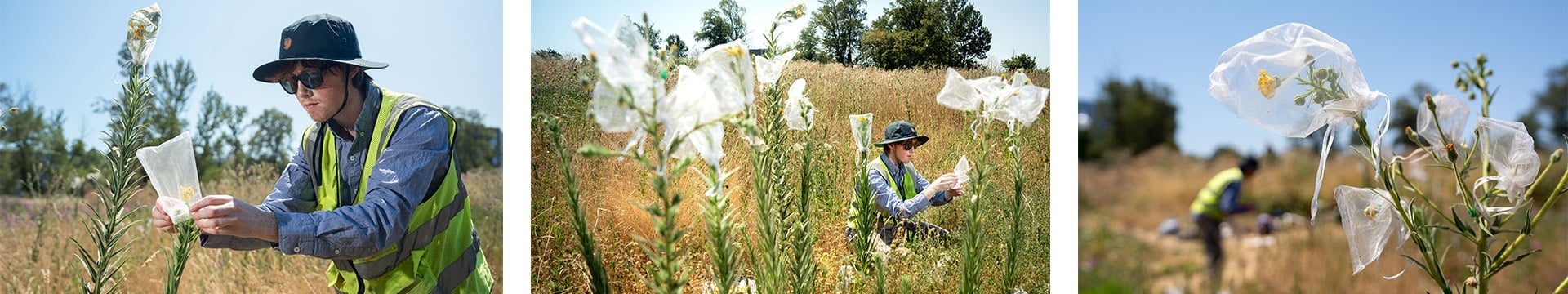 3 images showing a young man in field gear placing mesh bags over flower blooms