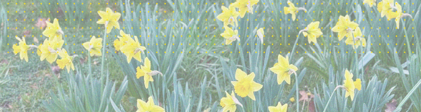yellow flowers