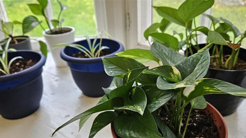 Plants placed by the window