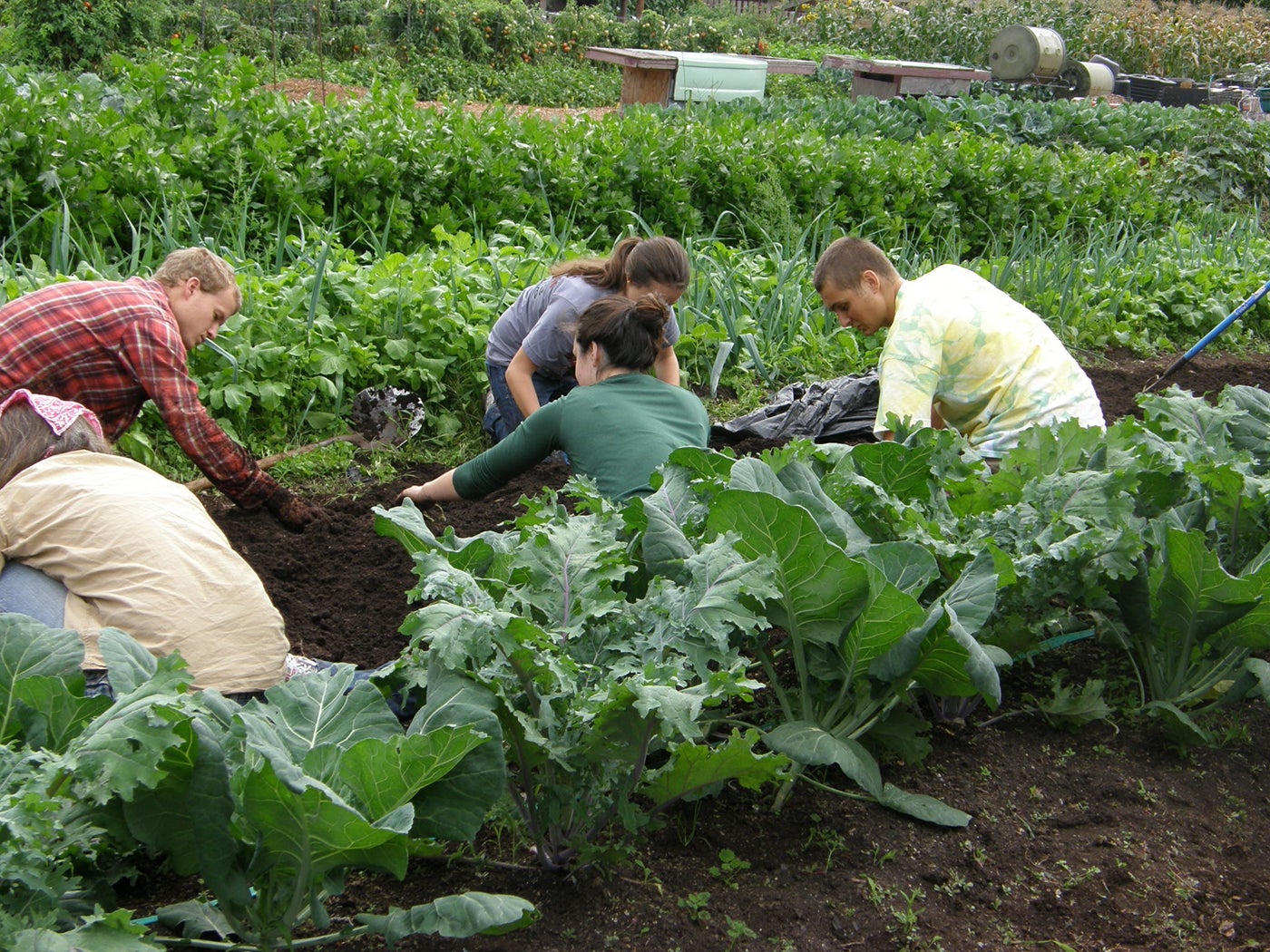 Students serve by helping in a community garden.