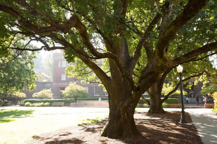 Large trees line a sidewalk on the Eugene campus of the University of Oregon.