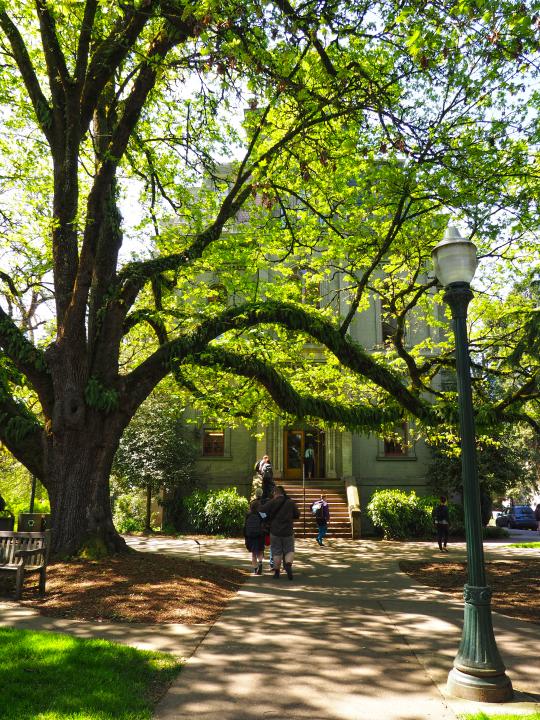 Students walk under the branches of a vibrant green tree on a sunny day.