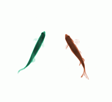 A green fish and a red fish.