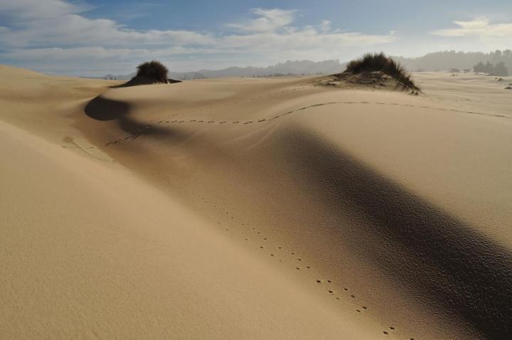 Light yellow sand dunes on the Oregon coast.
